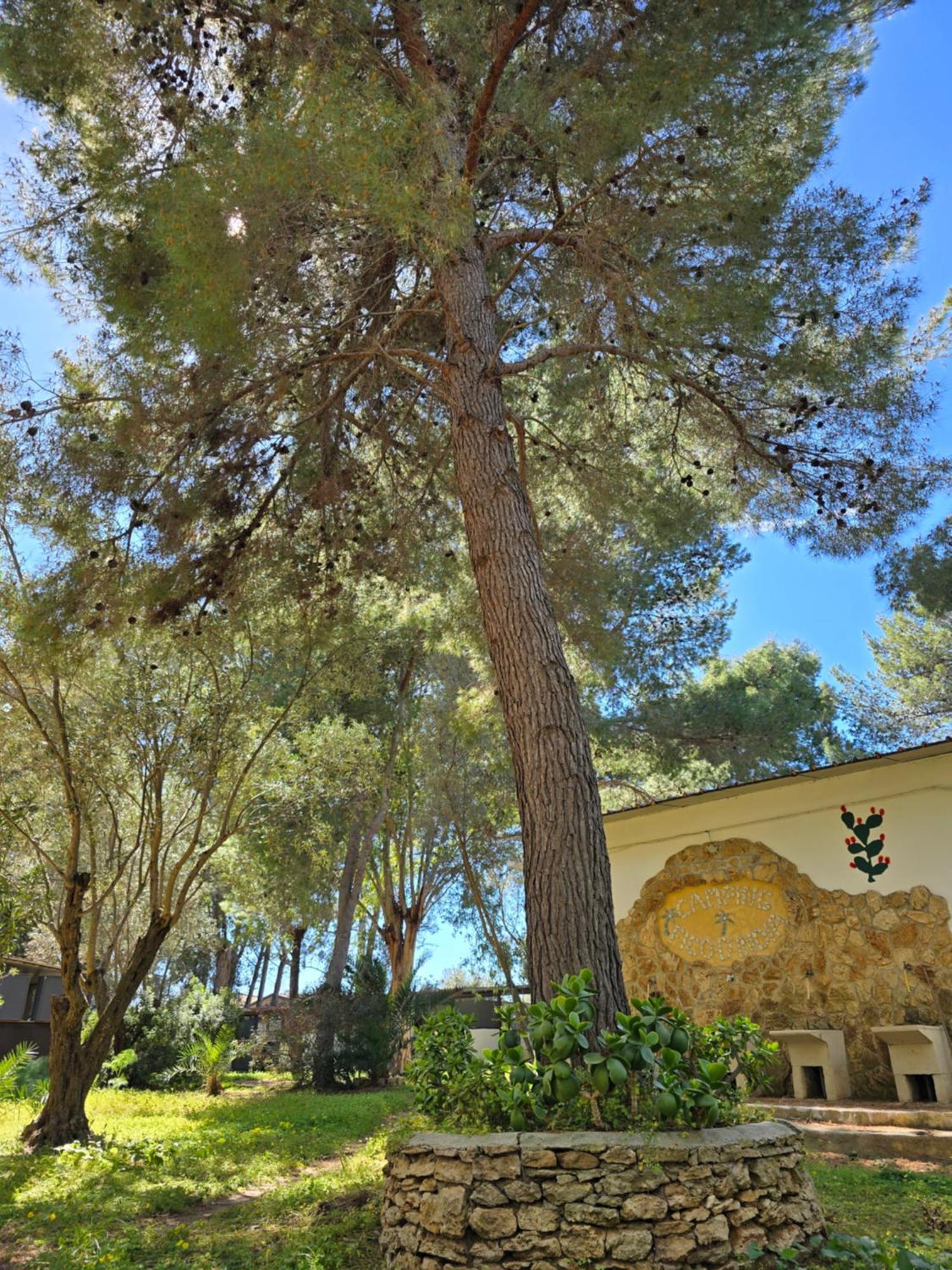 Campsite Camping Fico D'india