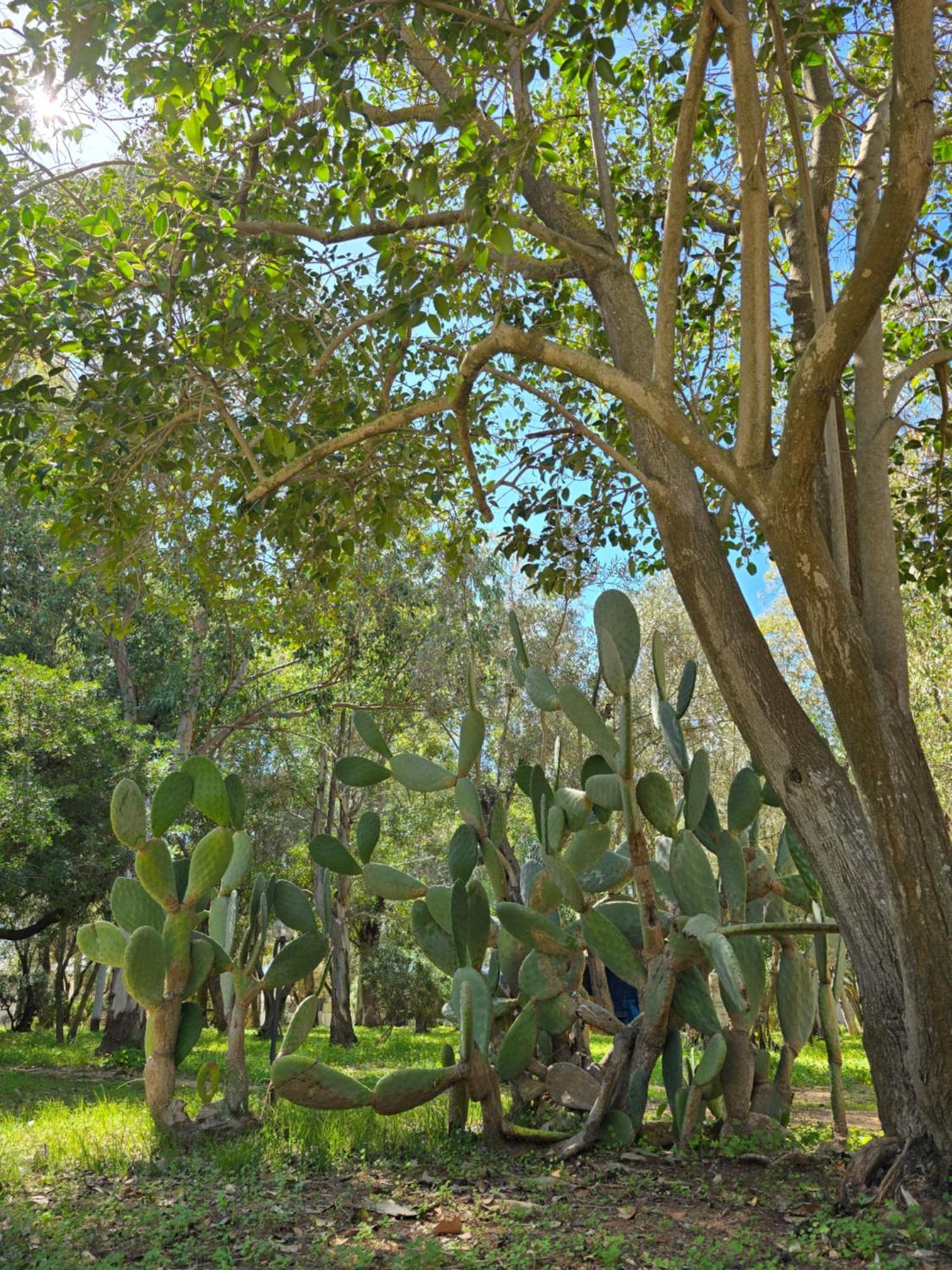Campsite Camping Fico D'india *